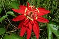 Passiflora vitifolia